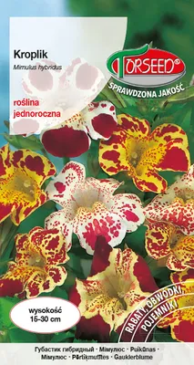 Zdjęcie produktu dla Nasiona Kroplik mieszanka 0,25g - Torseed