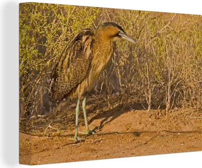 Produktbild von OneMillionCanvasses® - Leinwandbilder - 140x90 cm, Foto einer Rohrdommel im Sand, Wandbilder Kunstdruck Wanddekoration - Foto auf Leinwand - Gemälde auf Holzrahmen