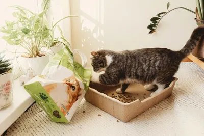Produktbild von Katzenstreu Pellets 22 L natürliches Einstreu 100% biologisch aus Heu, kompostierbar Öko Streu für Katzen, extrem saugfähig und geruchsbindend 4x 3kg