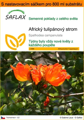 Obrázek produktu pro SAFLAX Garden in the bag - Africký tulipánový strom - Spathodea campanulata - 30 Semena - S pěstebním substrátem v praktickém samovztyčovacím sáčku
