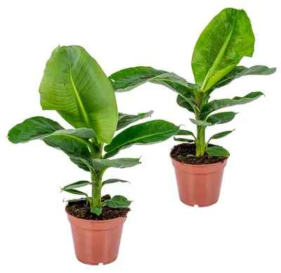 Zdjęcie produktu dla Bloomique - Zestaw 2 sztuk - Musa Dwarf Cavendish - Roślina bananowa - Rośliny doniczkowe - Oczyszczające powietrze - Przyjazne dla zwierząt - Wysokość 60-70 cm - Doniczka 17 cm