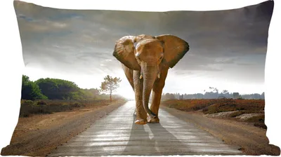 Produktbild von MuchoWow® Zierkissen Sofakissen Wohnzimmer Dekokissen 50x30 cm Elefant - Natur - Straße - Wohnzimmerdekoration - Polster mit Photo