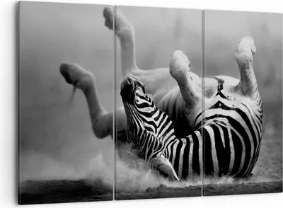 Produktbild von Bild auf Leinwand - Leinwandbild - Zebra Streifen Tier wild - 105x70cm - Wand Bild - Wanddeko - Leinwanddruck - Bilder - Kunstdruck - Wanddekoration - Leinwand bilder - Wandkunst - CE105x70-2699