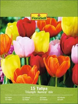 Produktbild von Blumenzwiebel Tulpe FloraSelf 'Aurora Mischung' 15 Stück