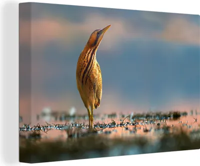 Obrázok produktu pre OneMillionCanvasses® - Plátno - 140x90 cm, Bittern - Water - Grass, nástenné umenie Print Wall Decoration