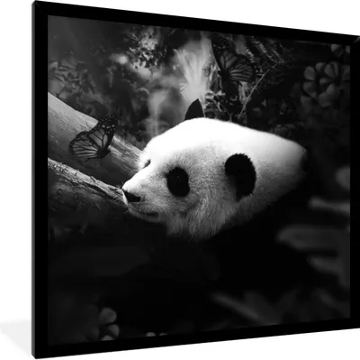Produktbild von MuchoWow® Gerahmtes Poster Tiere - Dschungel - Panda - Schwarz - Weiß 40x40 cm - Poster mit Schwarzem Bilderrahmen Wandposter Rahmen Foto Bilder - Mit Rahmen - Wanddekoration Schlafzimmer