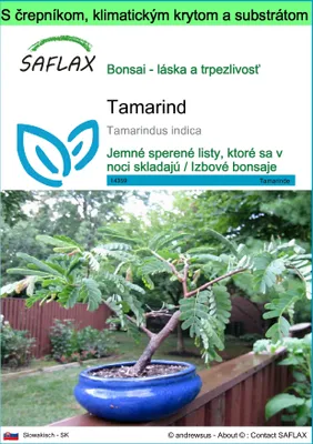 Obrázok produktu pre SAFLAX Garden to go - tamarind - Tamarindus indica - 4 Semená - S črepníkom, klimatickým vekom a pestovateľským substrátom