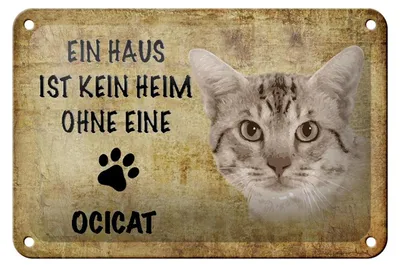 Produktbild von Blechschild Spruch 18x12cm Ocicat Katze ohne kein Heim