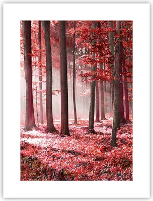 Produktbild von Poster - Poster ohne Rahmen - Wald Rot Bäume - 30x40 cm - Wand Bild - Wanddeko - Wandbilder - Kunstposter - Wandposter - Bilder - Kunstdruck - Wanddekoration - Wandbild - P2XPA30x40-4944