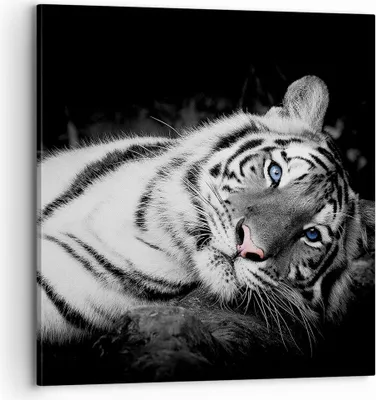 Produktbild von Bild auf Leinwand - Leinwandbild - Einteilig - Weiß Tiger Schwarz und Weiß - 70x70cm - Wand Bild - Wanddeko - Wandbilder - Leinwanddruck - Bilder - Wanddekoration - Leinwand bilder - AC70x70-4247