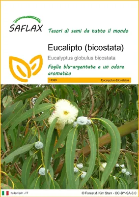 Immagine prodotto di SAFLAX - Eucalipto (bicostata) - 100 semi - Eucalyptus