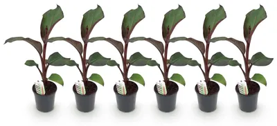 Productafbeelding van Bananenplant Ensete ventricosum Maurelli Winterhard 40cm