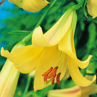 Zdjęcie produktu dla Lilia Trąbkowa Golden Splendour 1 szt Lilie cebule lilii cebulki Pachnąca