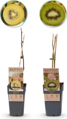 Imagen del producto de Kiwi verde y amarillo - Actinidia deliciosa Jenny & Golden Kiwi - 2 plantas - Planta frutal - 40-50cm - Ø15cm - Planta de jardín