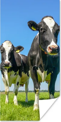 Produktbild von MuchoWow® Poster Kühe - Weide - Tiere - Bauernhof 20x40 cm - Plakat - Foto
