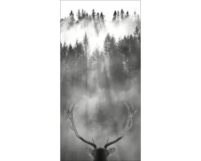 Produktbild von Giclée Leinwandbild Looking Deer 50x100 cm
