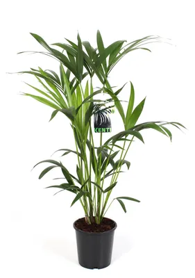 Immagine prodotto di Howea Forsteriana - 70-80cm - Ø19cm - Pianta d'appartamento - Sempreverde