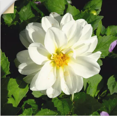 Produktbild von ARTland Wandbild, selbstklebend Weiße Dahlienblüte Größe: 50x50 cm