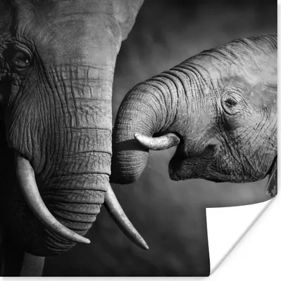 Produktbild von MuchoWow® Poster Wildtiere - Elefant - Schwarz - Weiß - Porträt 50x50 cm - Wohnzimmerdekoration