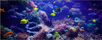 Produktbild von Wallario Premium Glasbild, freischwebende Optik, kräftige Farben, Größe 125 x 50 cm Motiv Farbenwelt unter Wasser
