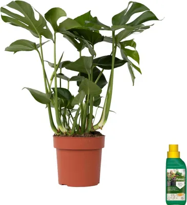 Produktbild von Fensterblatt - Monstera deliciosa - Höhe 70-80cm - ⌀21cm