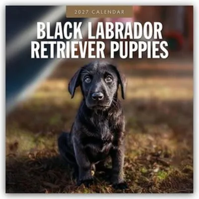 Zdjęcie produktu dla Szczenięta rasy labrador retriever, kolor czarny - Kalendarz na rok 2027 (format 16-miesięczny)