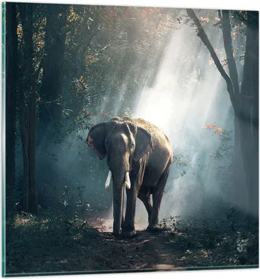 Produktbild von Bilder auf glas - elefant natur - 70x70cm - Glasbilder - Wandbilder - Bilder - Kunstdruck - zum Aufhängen bereit - Wanddekoration aus Glas - Glas Bilder - Wandbild auf Glas - Einteilig - GAC70x70-3972