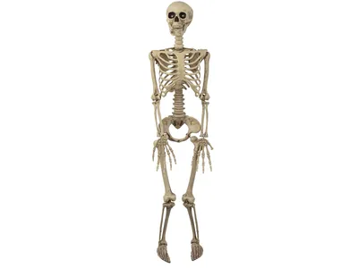 Produktbild von Mel-O-Design 2193 Halloween Deko hängendes Skelett ca.153 cm H