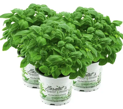 Produktbild von Enseleits Kräuter-Set Pesto, Basilikum Pflanze aus Nachhaltigem Anbau!