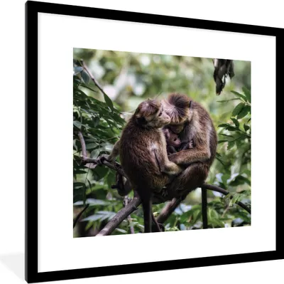 Produktbild von MuchoWow® MuchoWow® Gerahmtes Poster Affen - Zweig - Blätter 40x40 cm - Poster mit zchwarzem Bilderrahmen - Poster - Plakat im Rahmen