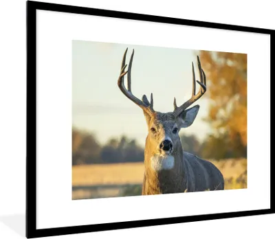 Produktbild von MuchoWow® Gerahmtes Poster Hirsche - Gras - Herbst - Geweih - Natur - Tiere 80x60 cm - Poster mit Schwarzem Bilderrahmen Wandposter Rahmen Foto Bilder - Schlafzimmer-Dekorationen - Fotoposter