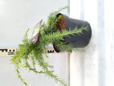Produktbild von Cedrus deodara 'Lime Glow' 30–50 cm Himalaya-Zeder goldgrün immergrün