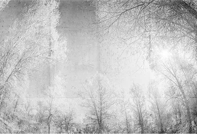 Produktbild von Tadessi Fototapete | Wald | 4.00 m x 2.70 m | Grau | Weiß | Wandbild | Digitaldruck