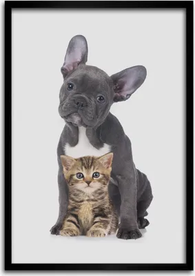 Produktbild von Bild - Bilderrahmen - Foto - 70 cm x 100 cm - MDF - Rahmen - Wandkunst - Hund und Katze