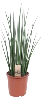 Immagine prodotto di Sansevieria Mikado - 60-70cm - Ø19cm - Pianta d'appartamento - Sempreverde - Cactus e piante grasse