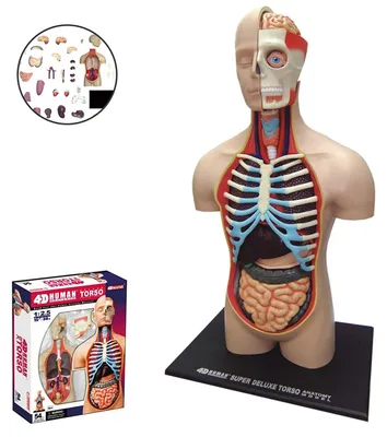 Immagine prodotto di Modell Anatomie des Menschen. Torso.