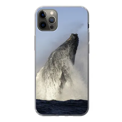Produktbild von MuchoWow® Handyhülle Schutzhülle Hülle für iPhone 12 Pro Max Wal - Wasser - Südafrika Silikon Softcase Handy Hülle - Hartschale