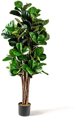 Obrázek produktu pro Umělá fíkovník, výška 150 cm - Dekorativní zelená rostlina s květináčem, vhodná do domácnosti i do kanceláře