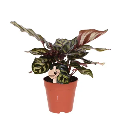 Produktbild von Kolibri Greens | Grünpflanze - Calathea Makoyana - Grüne Zimmerpflanze - Frisch vom Züchter