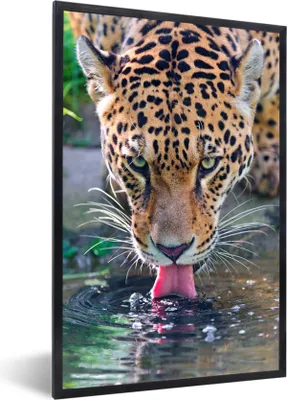 Produktbild von MuchoWow® MuchoWow® Gerahmtes Poster Jaguar - Wasser - Zunge 40x60 cm - Poster mit zchwarzem Bilderrahmen - Papierdruck - Wandbilder