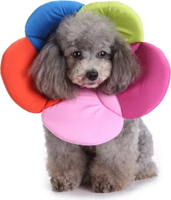 Image de Collier de protection ZELURXX pour animaux de compagnie, collier de protection réglable, forme de fleur, collier de protection pour chat, collier de protection pour chien, taille S