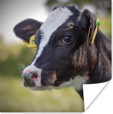 Produktbild von MuchoWow® Poster Kuh - Kalb - Tiere - Bauernhof 50x50 cm - Wohnzimmerdekoration
