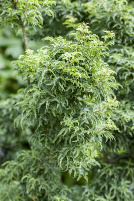 Produktbild von Acer palmatum 'Shishigashira', Fächerahorn, kompakt, 80 cm