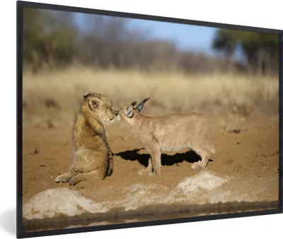 Produktbild von MuchoWow® MuchoWow® Gerahmtes Poster Löwe - Tiere - Afrika 30x20 cm - Poster mit zchwarzem Bilderrahmen - Kunstdruck - Bild-Poster