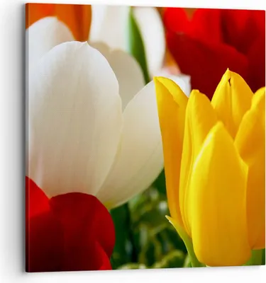 Produktbild von Bild auf Leinwand - Leinwandbild - Tulpen Vase Blumenstrauß - 70x70cm - Wand Bild - Wanddeko - Leinwanddruck - Bilder - Kunstdruck - Wanddekoration - Leinwand bilder - Wandkunst - AC70x70-1366