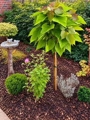 Produktbild von Kugel-Trompetenbaum Catalpa bignonioides 'Nana' Hochstamm 125 - 150 cm