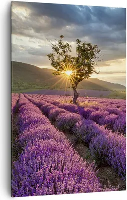 Produktbild von Bild auf Leinwand - Leinwandbild - Einteilig - Lavendel Berge Feld - 80x120cm - Wand Bild - Wanddeko - Wandbilder - Leinwanddruck - Wanddekoration - Leinwand bilder - Wandbild - PA80x120-3645