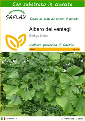 Immagine prodotto di SAFLAX - Albero dei ventagli - 4 semi - Con substrato - Ginkgo