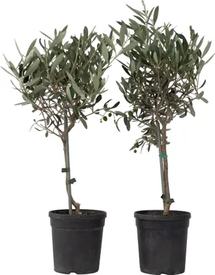 Produktbild von Oliwka europejska - 2 szt - Olea europaea - Wysokość 50-60cm - ⌀14cm