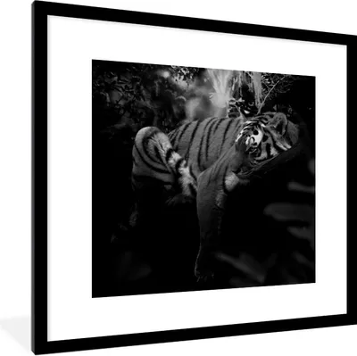 Produktbild von MuchoWow® Gerahmtes Poster Tiere - Tiger - Dschungel - Schwarz - Weiß 40x40 cm - Poster mit Schwarzem Bilderrahmen Wandposter Rahmen Foto Bilder - Poster - Plakat im Rahmen